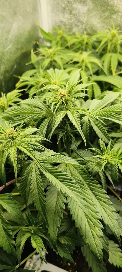 Banana Purple Punch Auto — flower, day 33