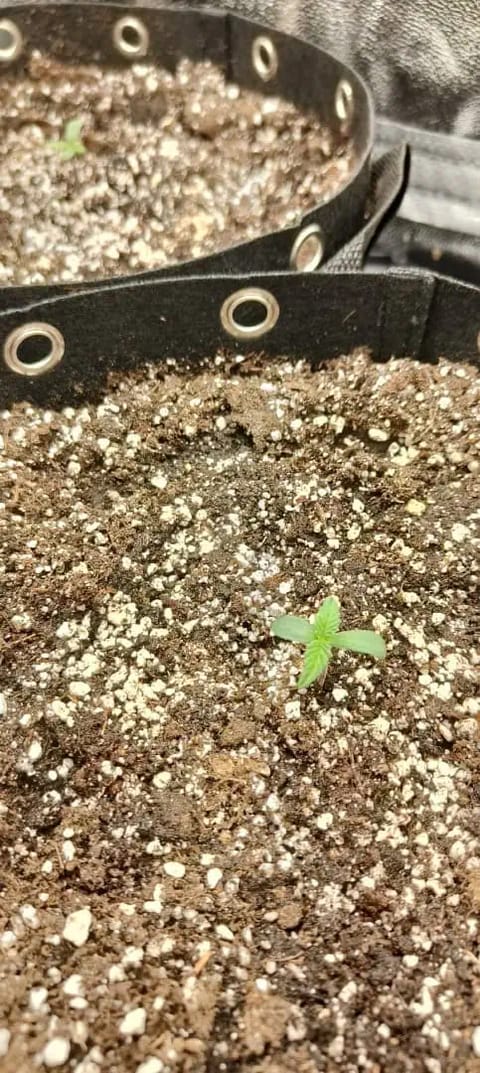 lemon Cherry cookies auto — germination, day 7
