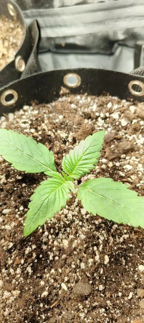lemon Cherry cookies auto — seedling_rooting, day 13
