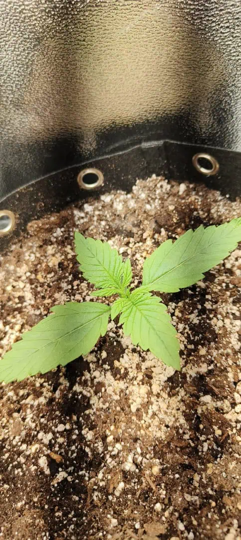 lemon Cherry cookies auto — seedling_rooting, day 13