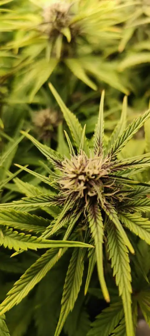 Banana Purple Punch Auto — flower, day 41