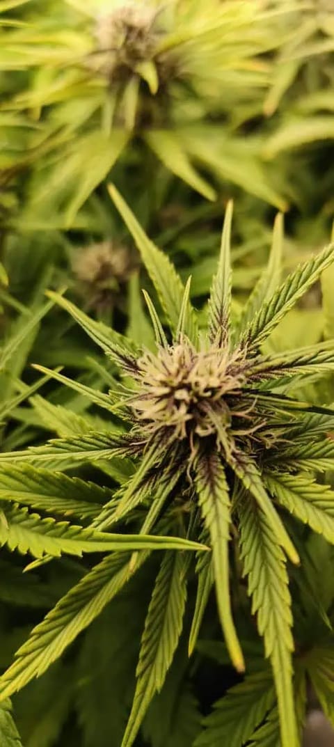 Banana Purple Punch Auto — flower, day 41