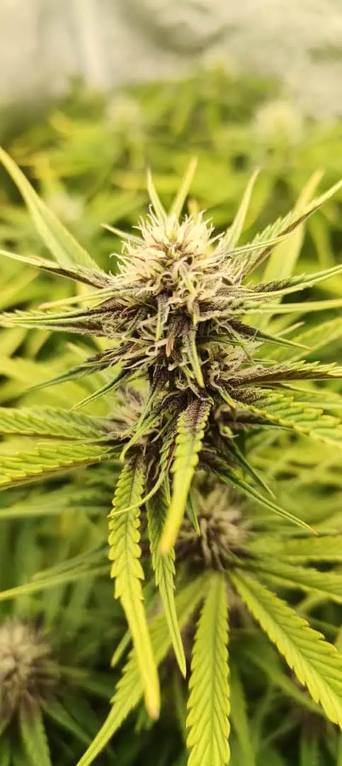 Banana Purple Punch Auto — flower, day 41