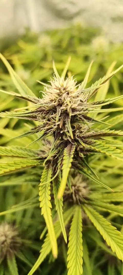 Banana Purple Punch Auto — flower, day 41