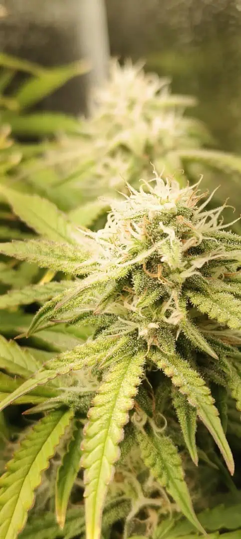 Blueberry auto — flower, day 53