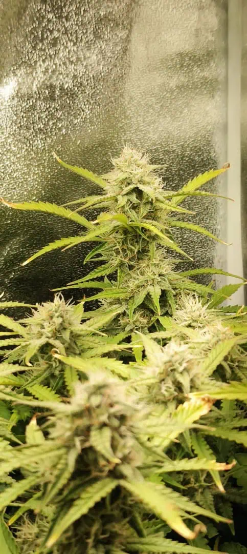 Blueberry auto — flower, day 53