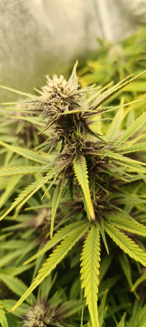 Banana Purple Punch Auto — flower, day 43