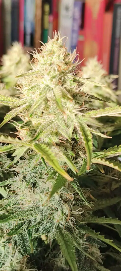 Blueberry auto — flower, day 55