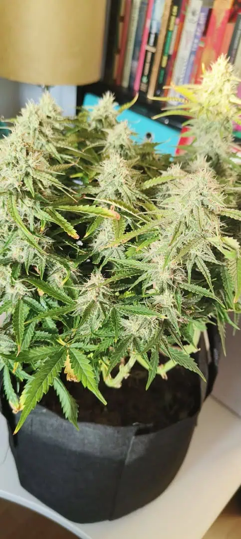 Blueberry auto — flower, day 55