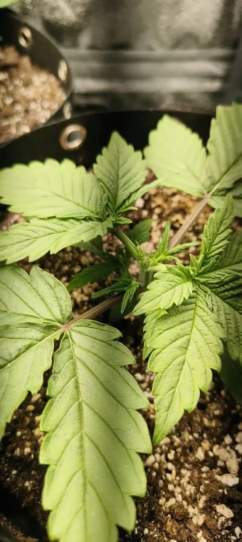 lemon Cherry cookies auto — vegetative, day 18