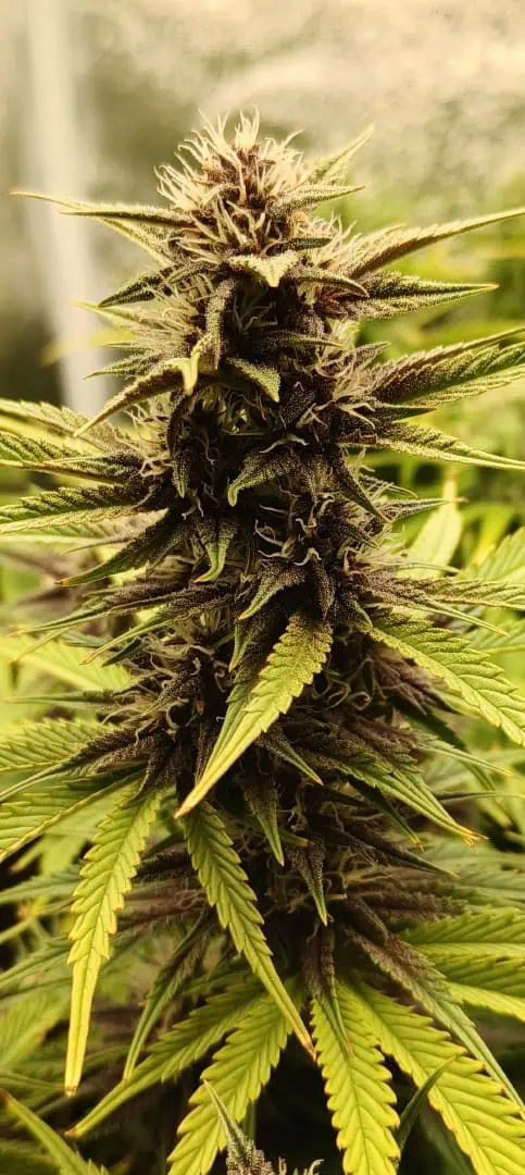 Banana Purple Punch Auto — flower, day 48