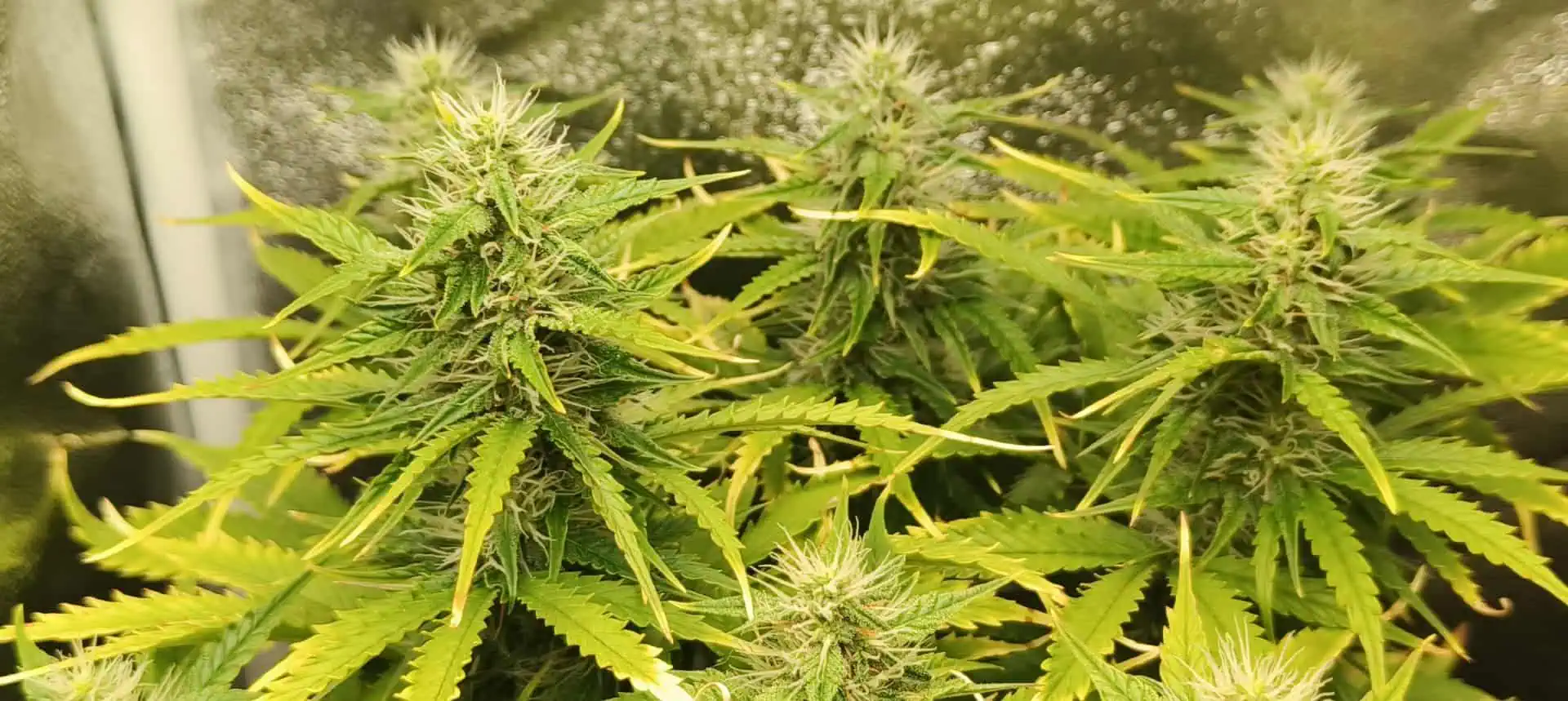 Afghan kush auto — flower, day 64