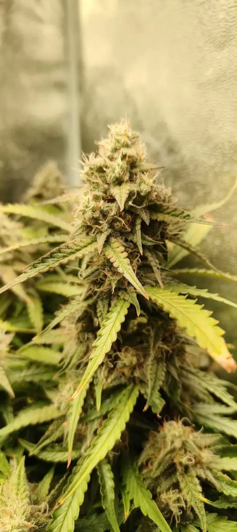 Blueberry auto — flower, day 60