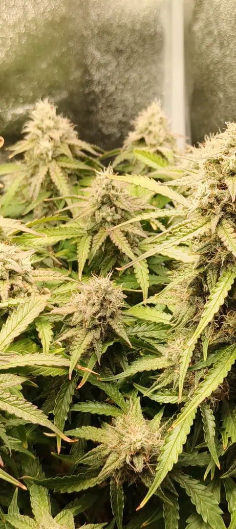 Blueberry auto — flower, day 60