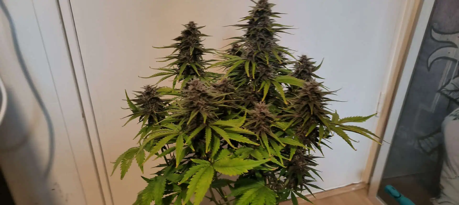 Banana Purple Punch Auto — flower, day 53