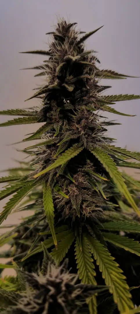 Banana Purple Punch Auto — flower, day 53