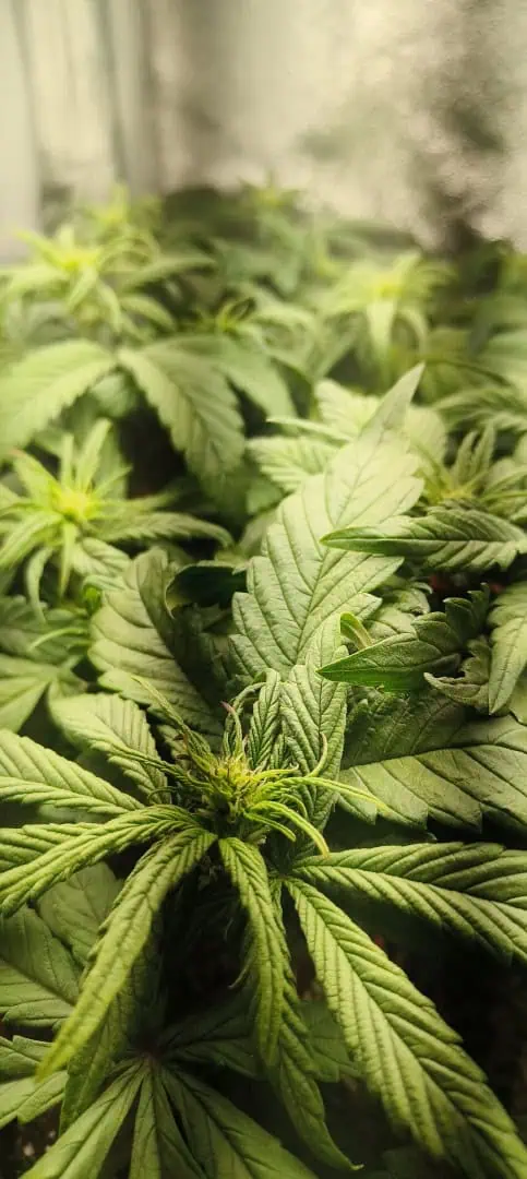 lemon Cherry cookies auto — flower, day 31