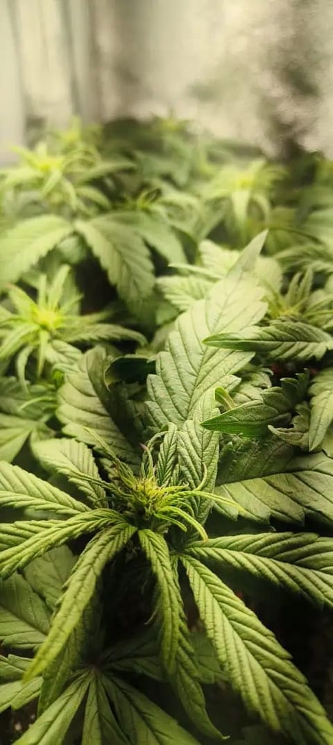 lemon Cherry cookies auto — flower, day 31