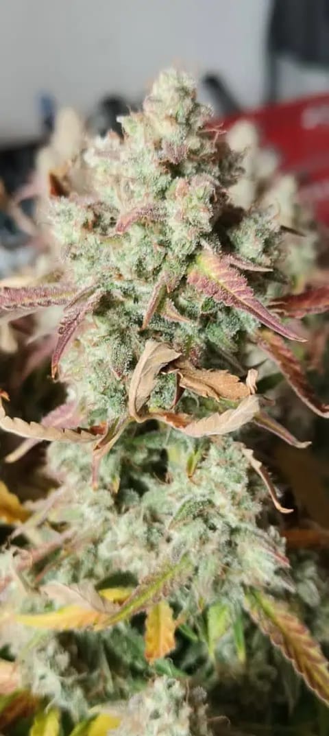 Blueberry auto