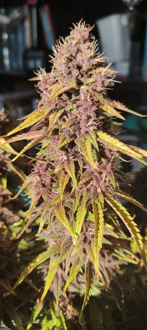 Banana Purple Punch Auto
