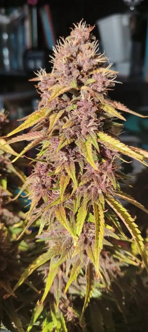 Banana Purple Punch Auto