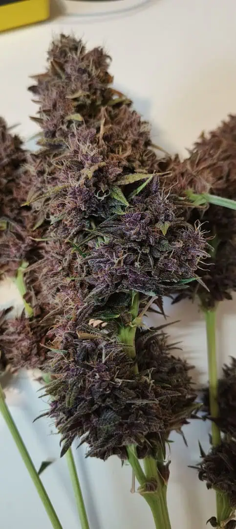 Banana Purple Punch Auto — done, day 68