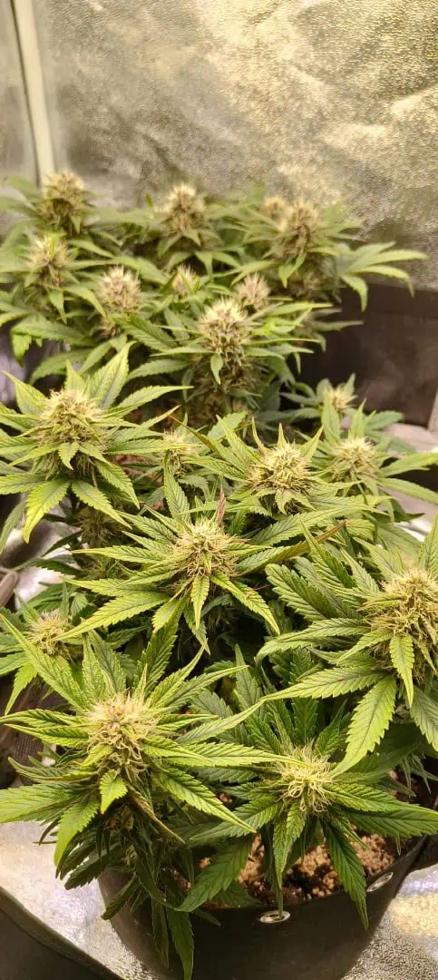 lemon Cherry cookies auto