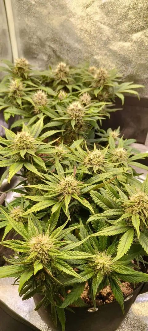 lemon Cherry cookies auto