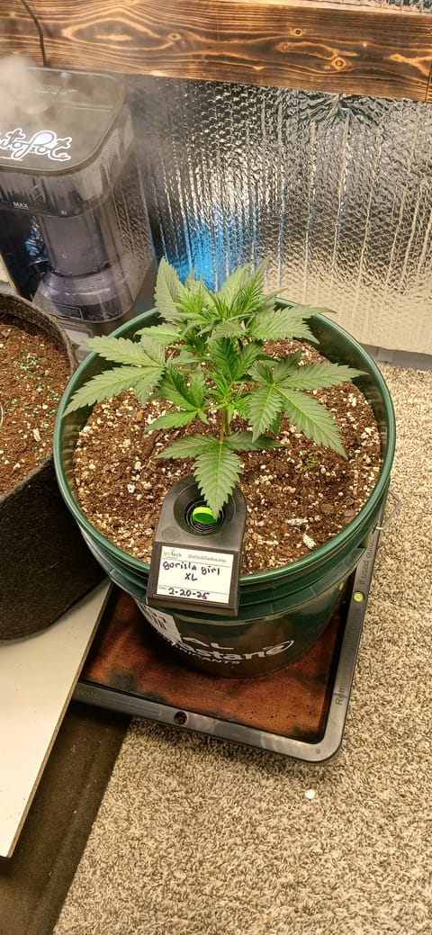 grow #1
