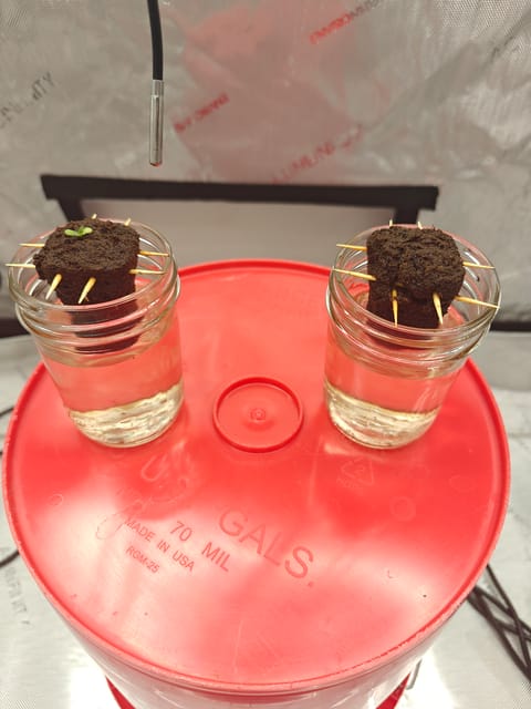 Skywalker OG — germination, day 1
