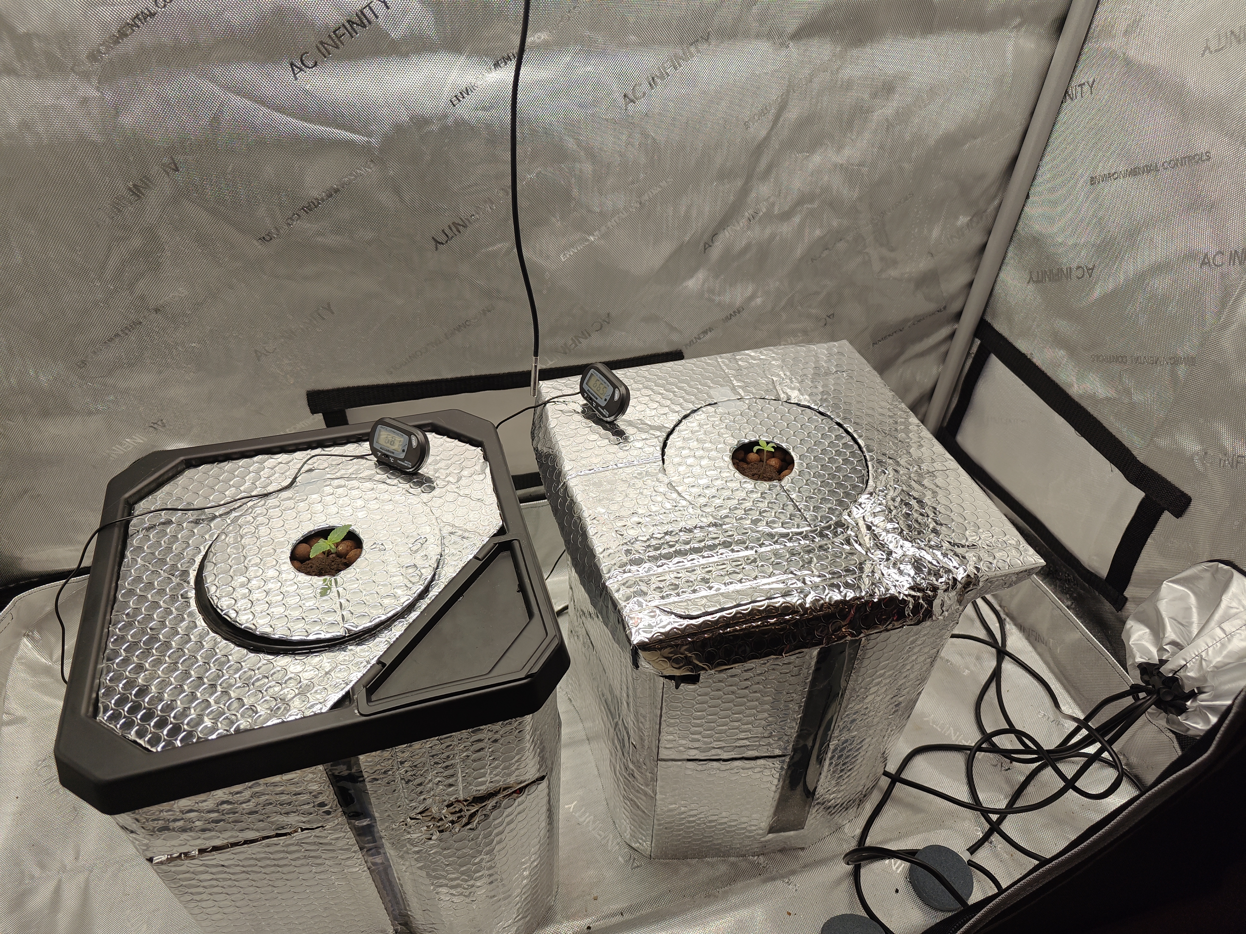 Skywalker OG — germination, day 8