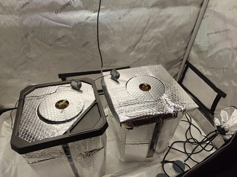 Skywalker OG — germination, day 8
