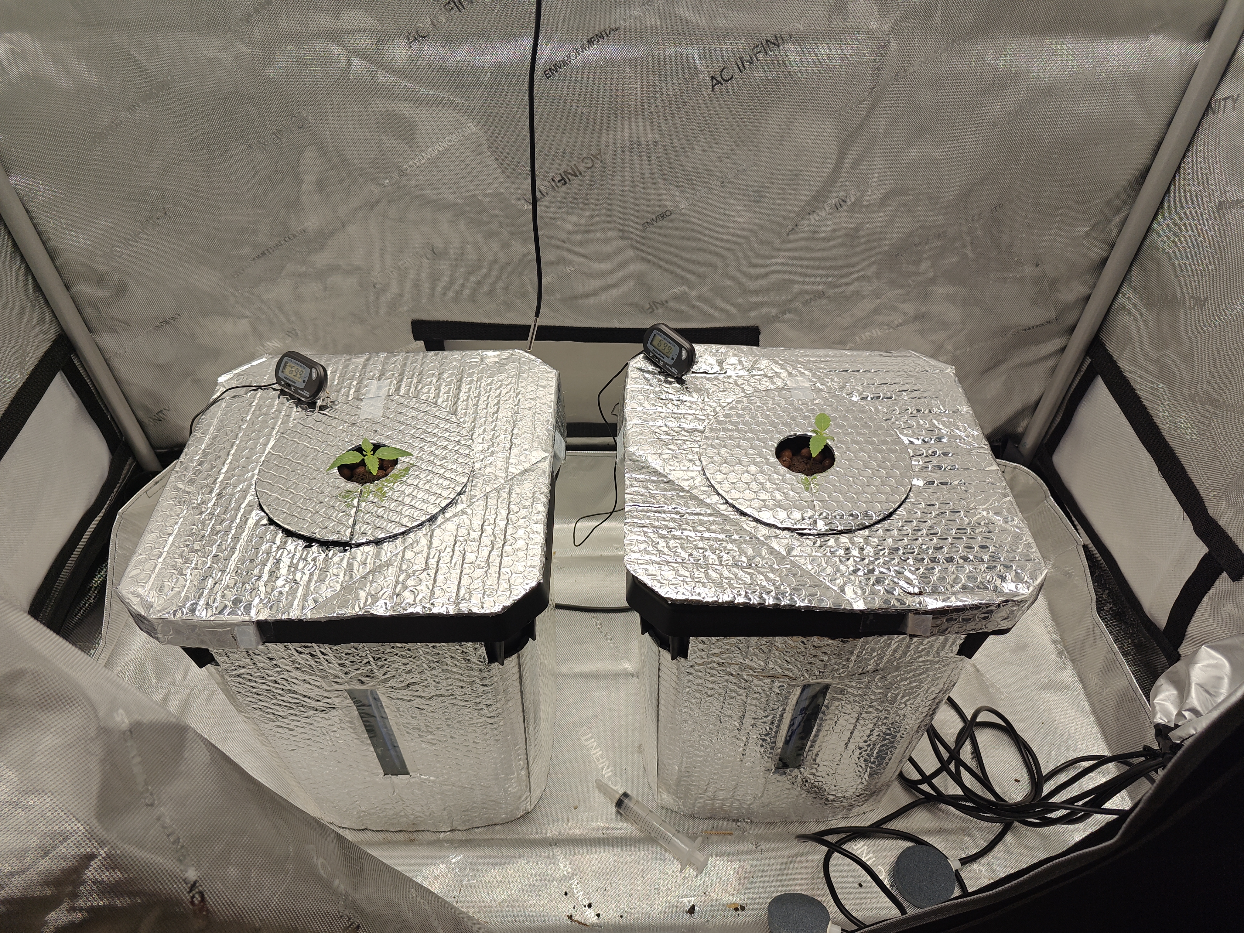 Skywalker OG — germination, day 12