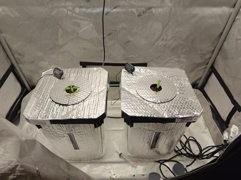 Skywalker OG — germination, day 12