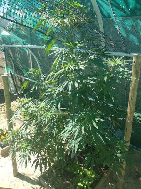 Plant 1
