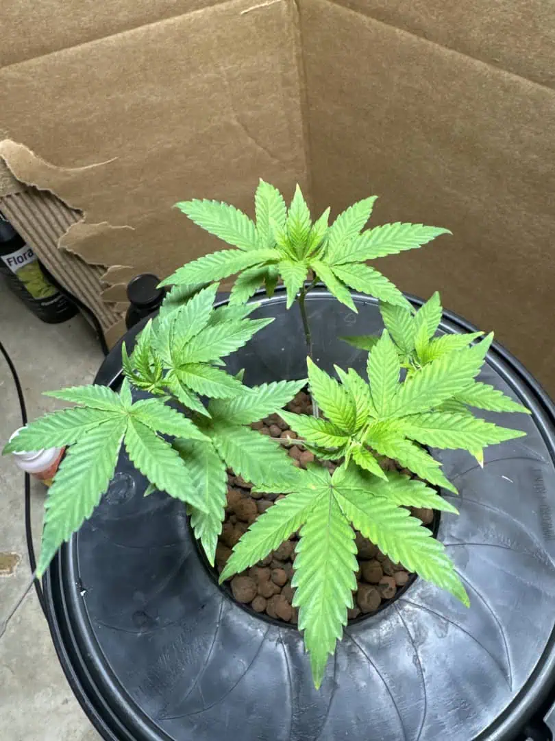 my first dwc grow  — vegetative, day 61