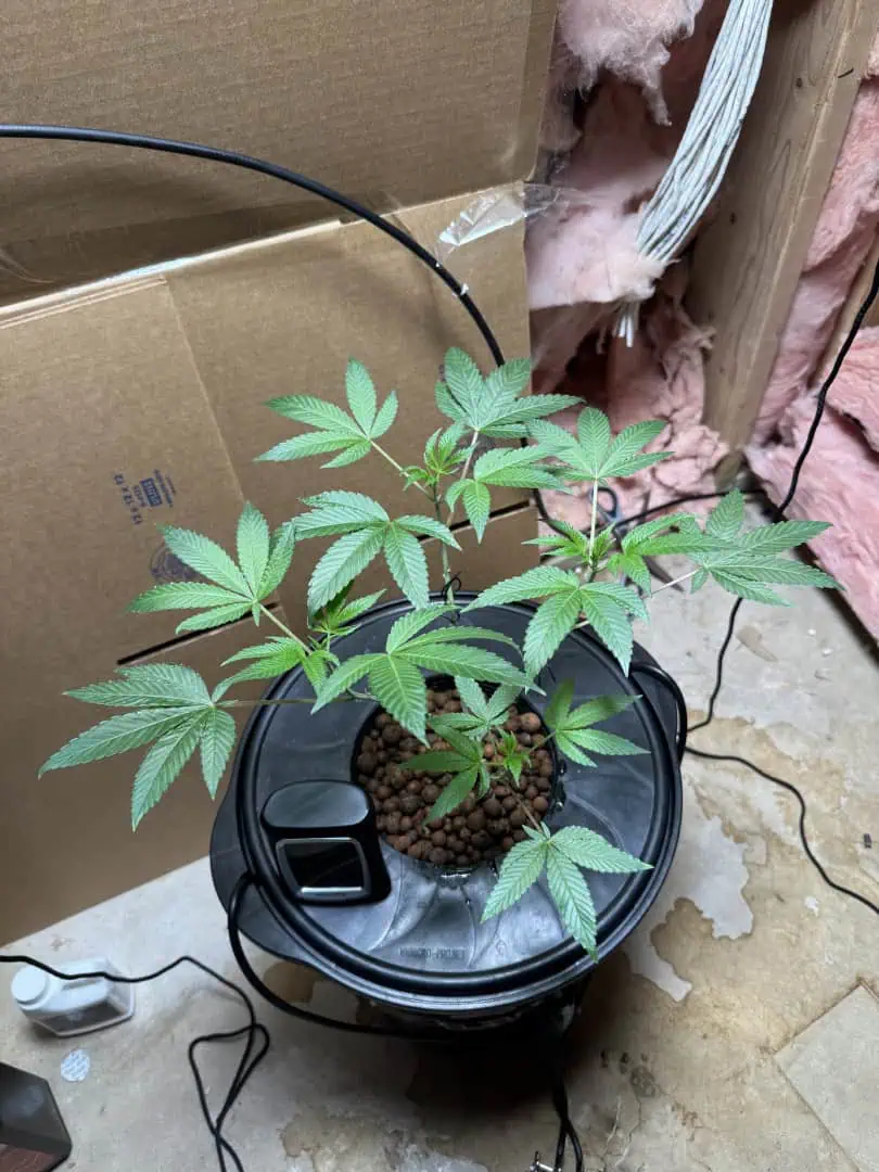 my first dwc grow  — vegetative, day 80