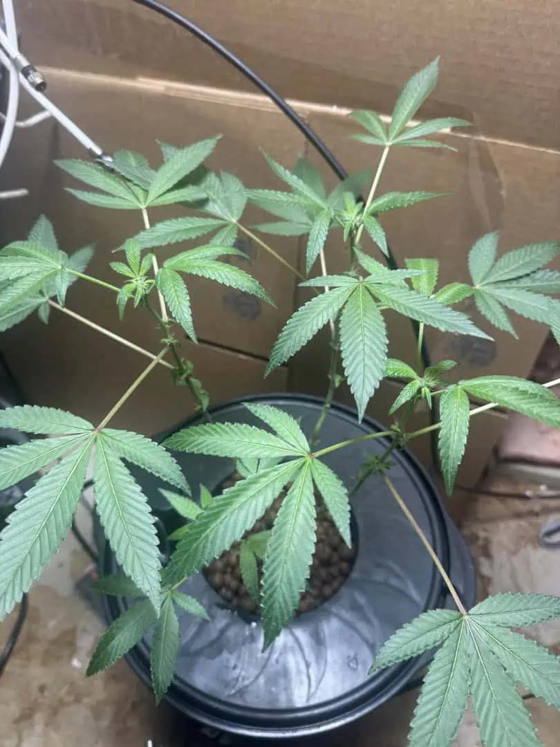 my first dwc grow  — vegetative, day 99