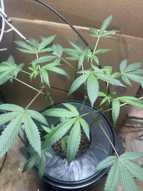my first dwc grow  — vegetative, day 99