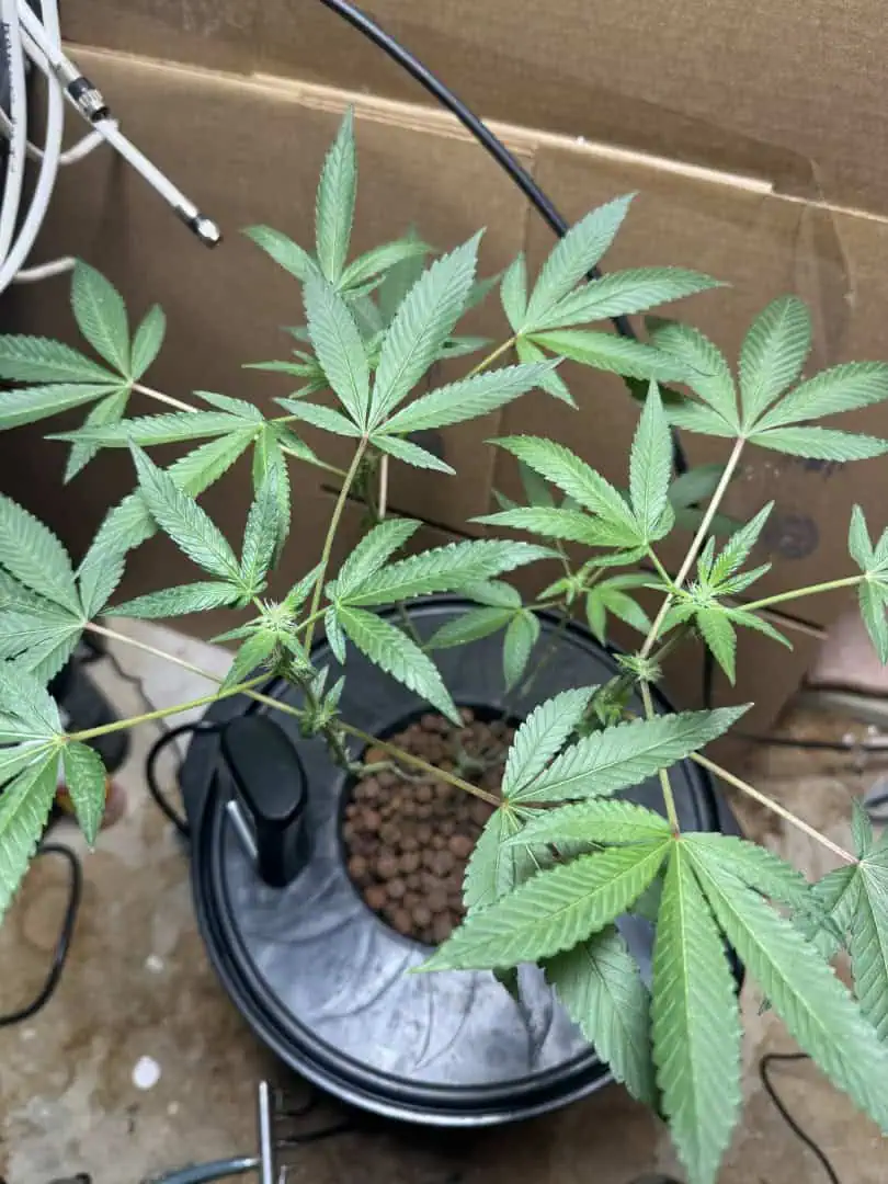 my first dwc grow  — flower, day 100