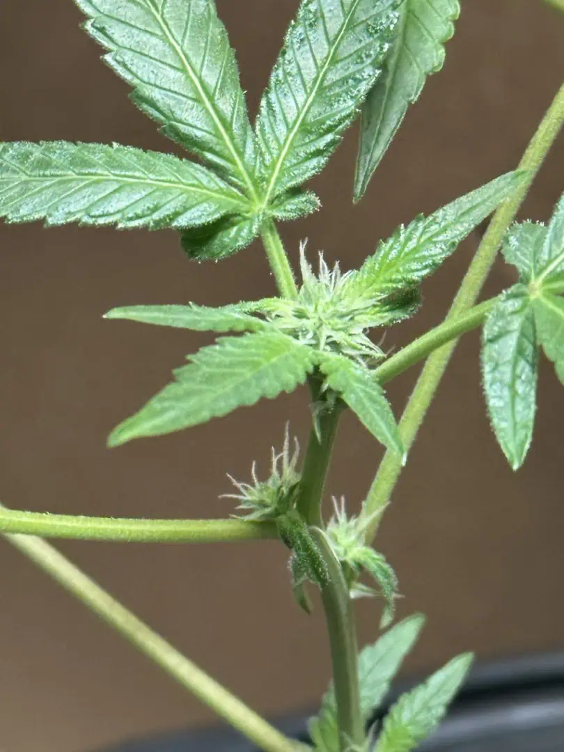 my first dwc grow  — flower, day 100