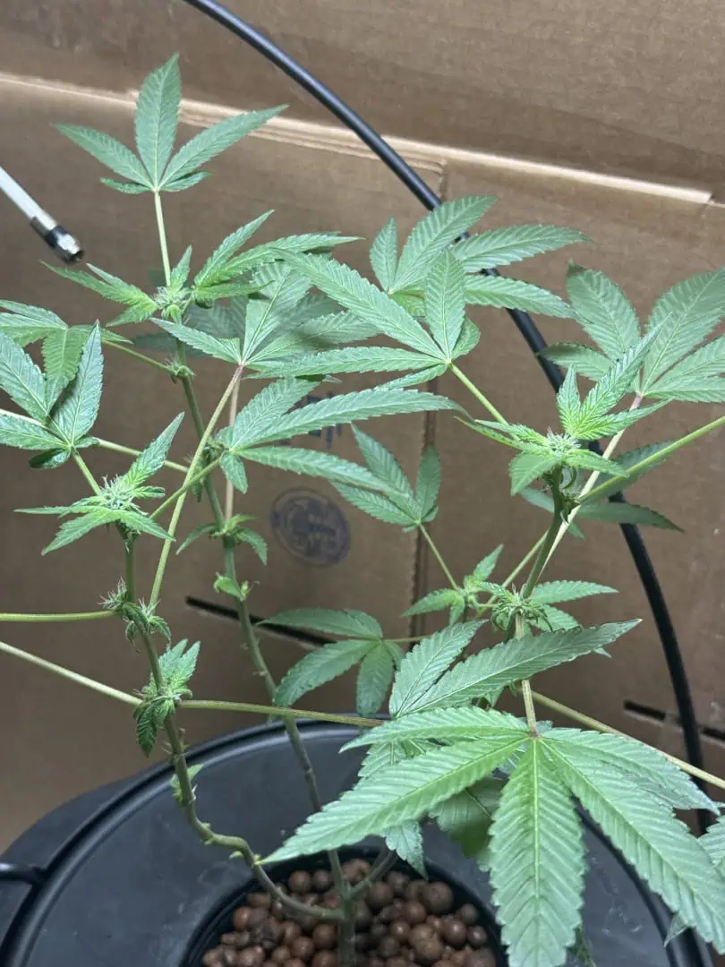 my first dwc grow  — flower, day 102