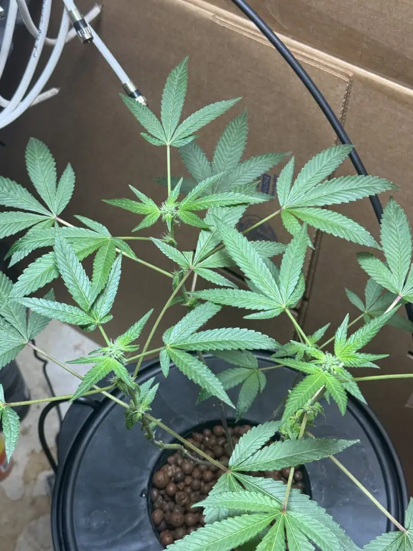 my first dwc grow  — flower, day 102