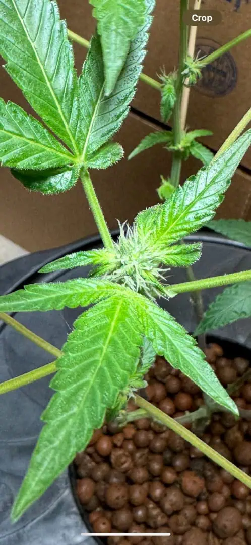 my first dwc grow  — flower, day 102