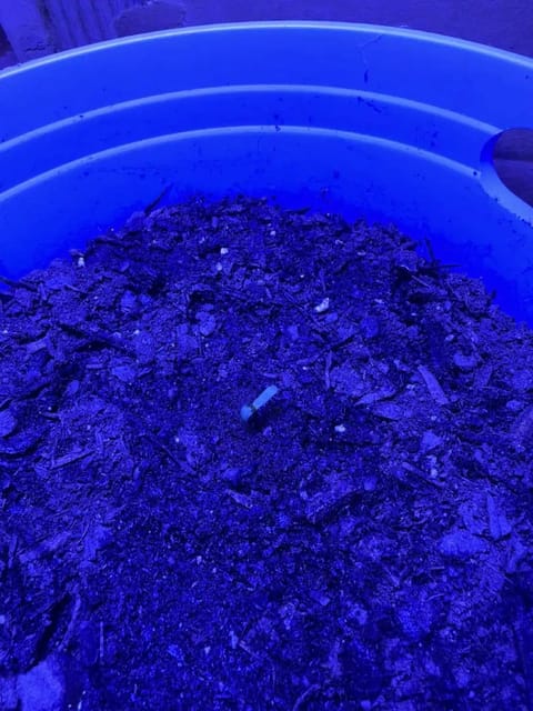 my first dwc grow  — germination, day 1