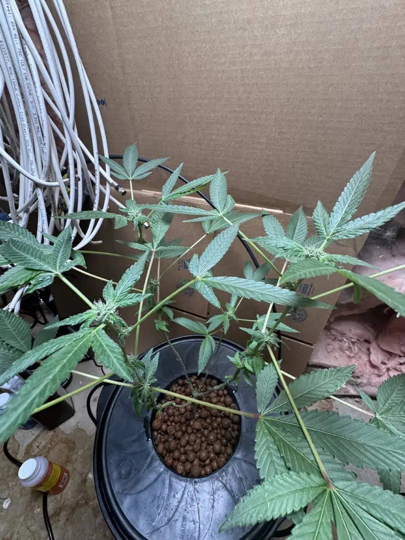 my first dwc grow  — flower, day 105