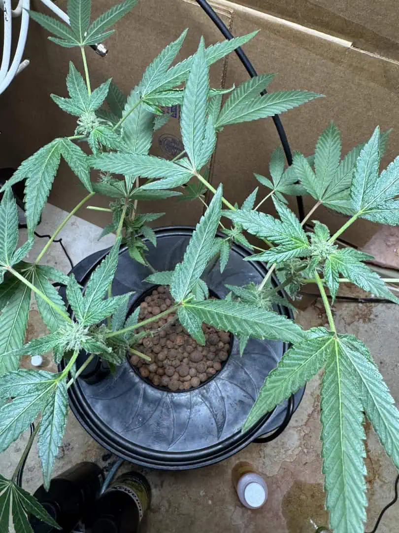 my first dwc grow 