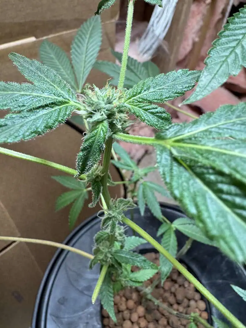 my first dwc grow  — flower, day 107