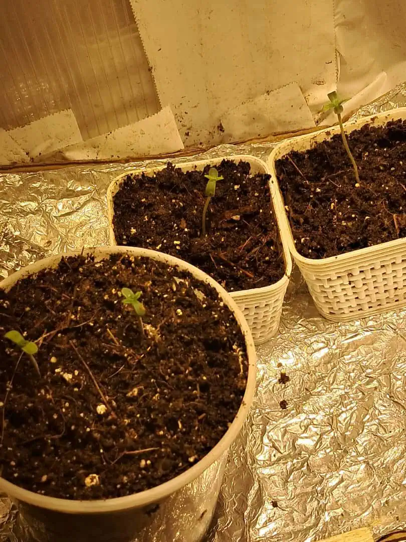 1st successful attempt 