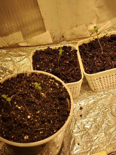1st successful attempt — seedling_rooting, day 1